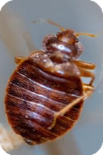Image of a adult bedbug