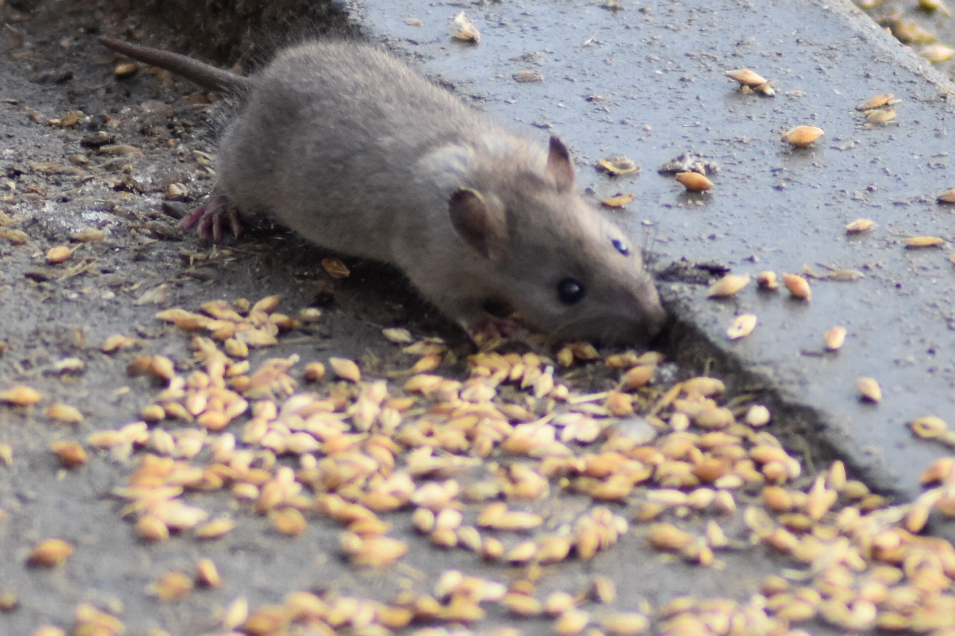 Image of rat eating in the street