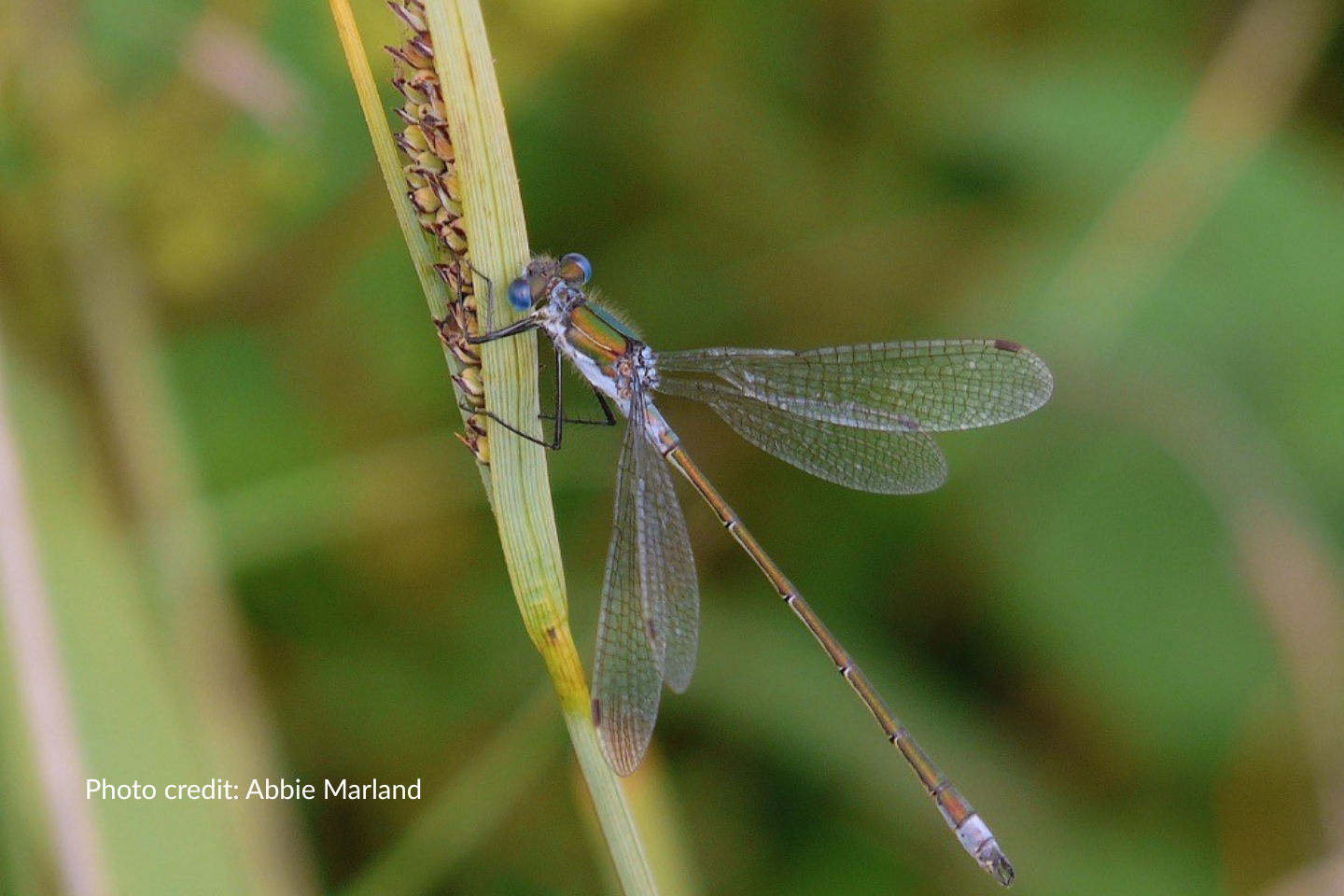 Close up image of an emerald damselfly. Photo credit: Abbie Marland.