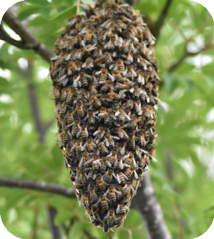 A honeybee swarm in a tree