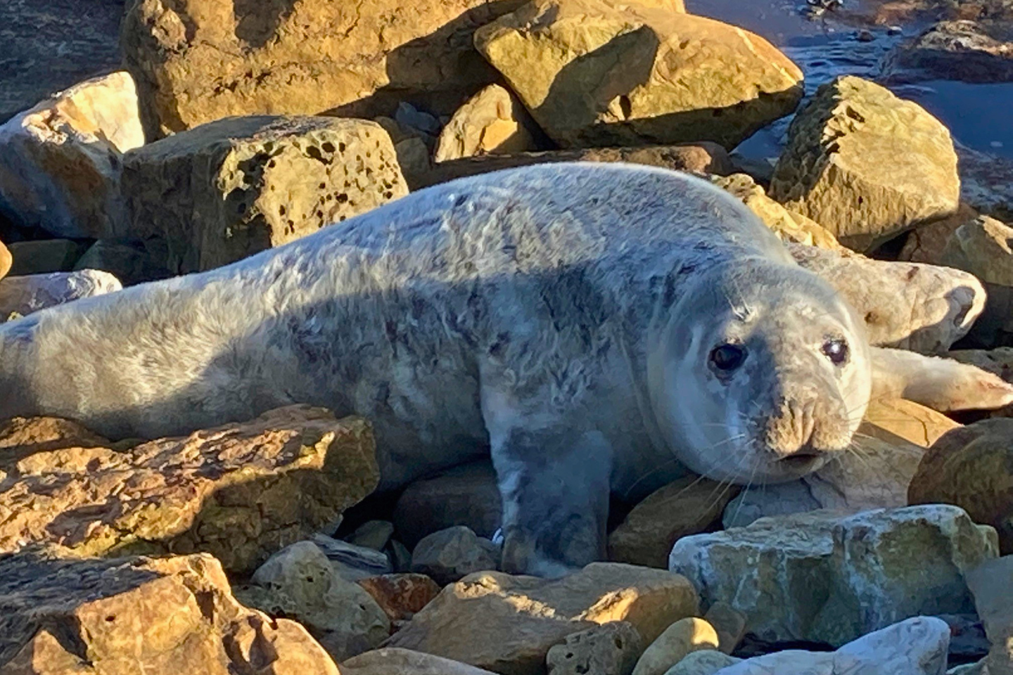 A seal on the rocks at the beach