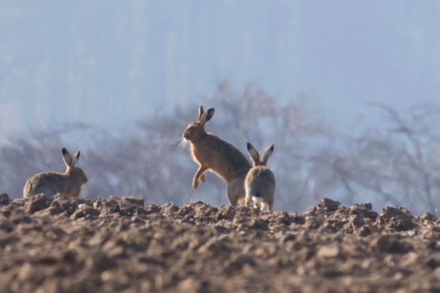 Three hares