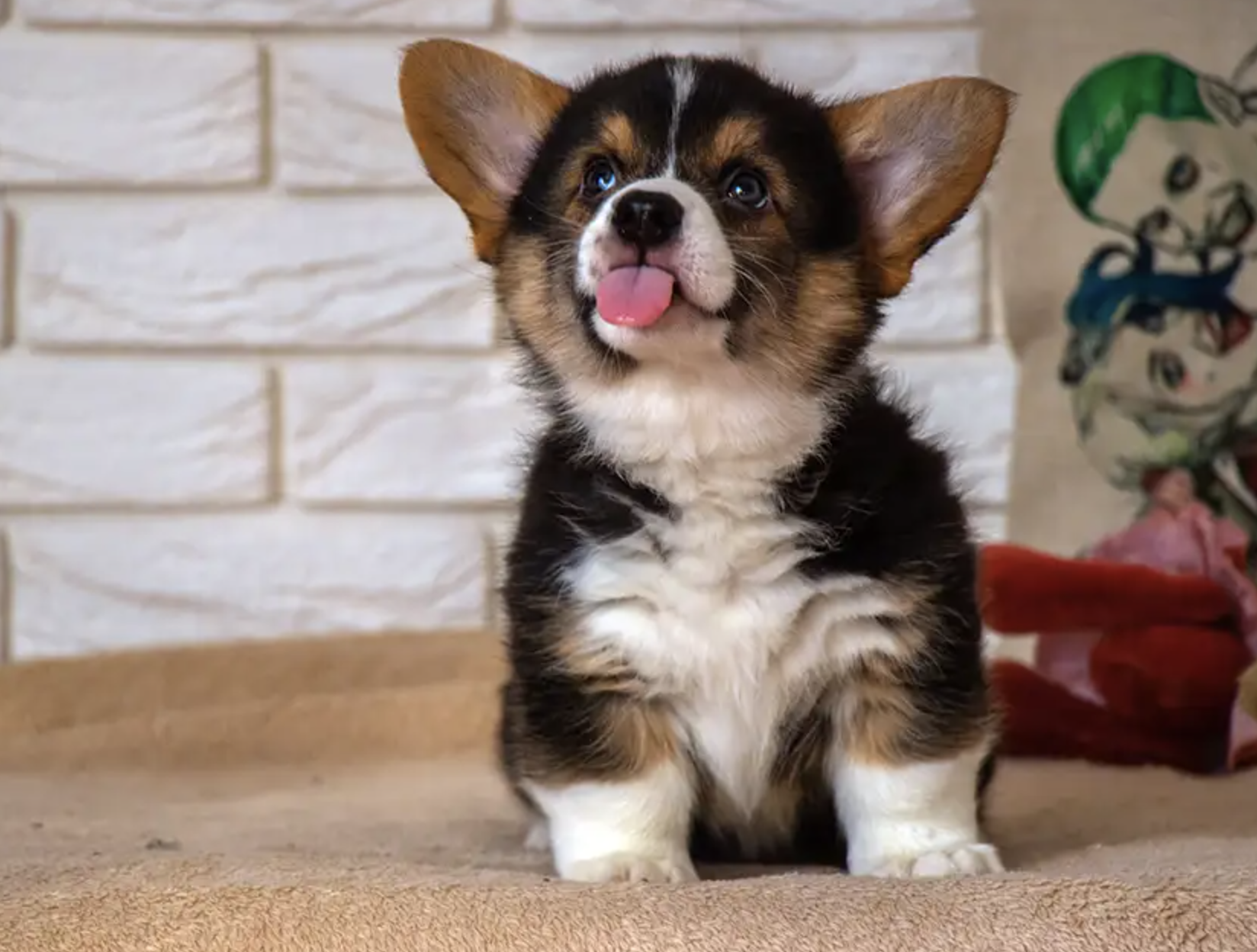Puppy
