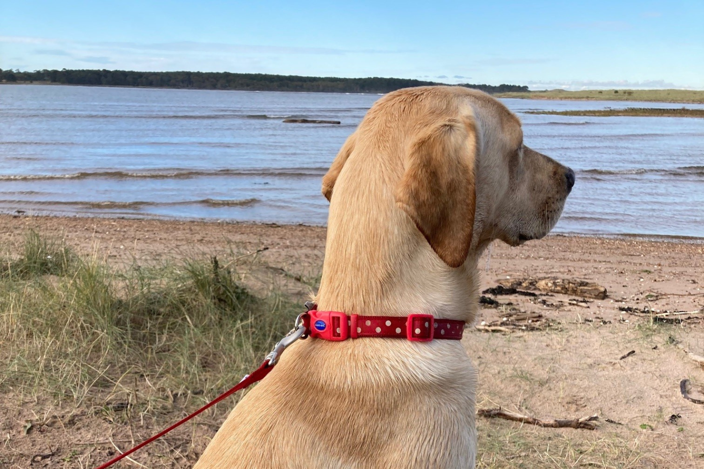 A labrador dog looking out to sea.