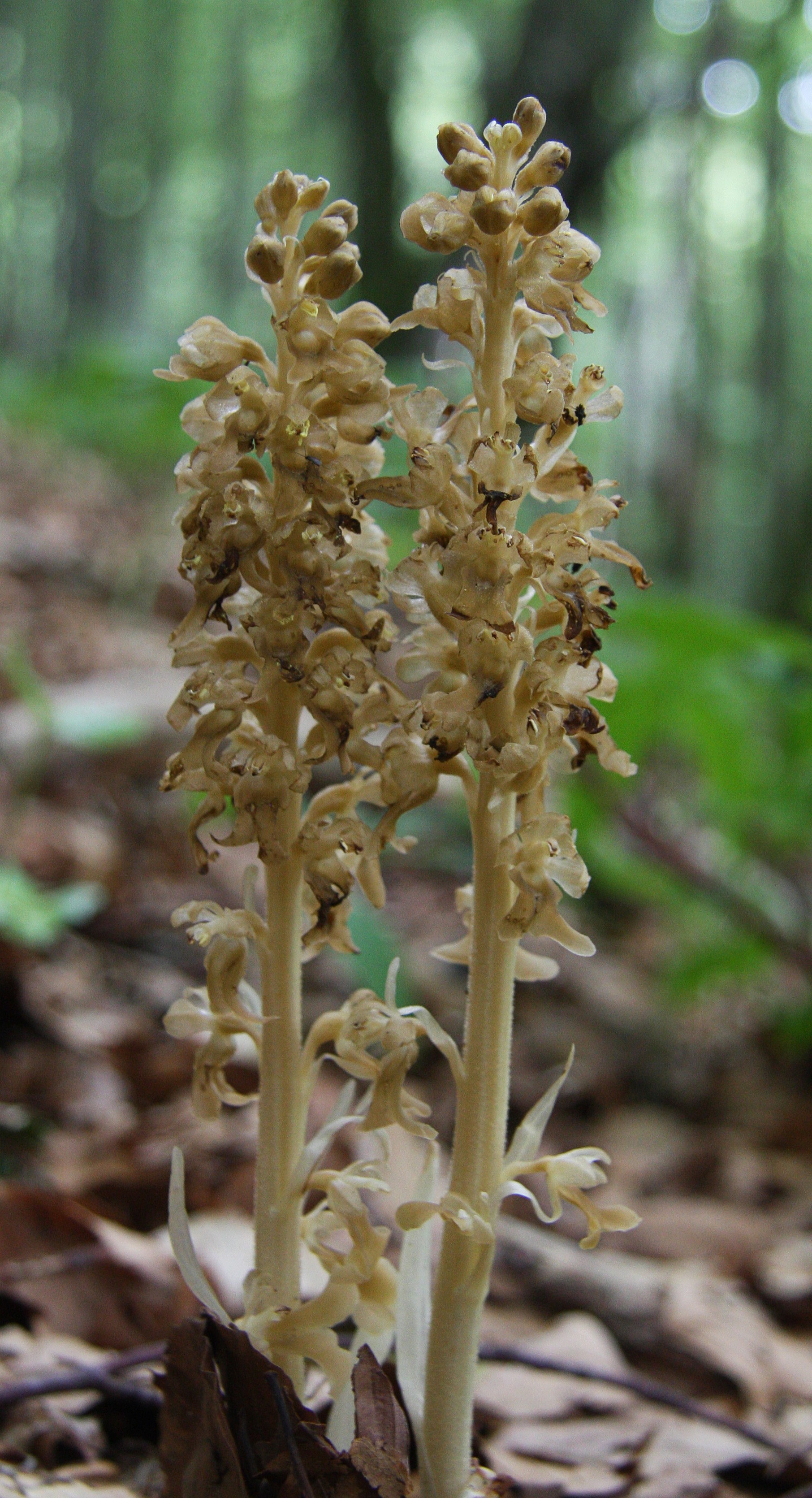 Birds nest orchid