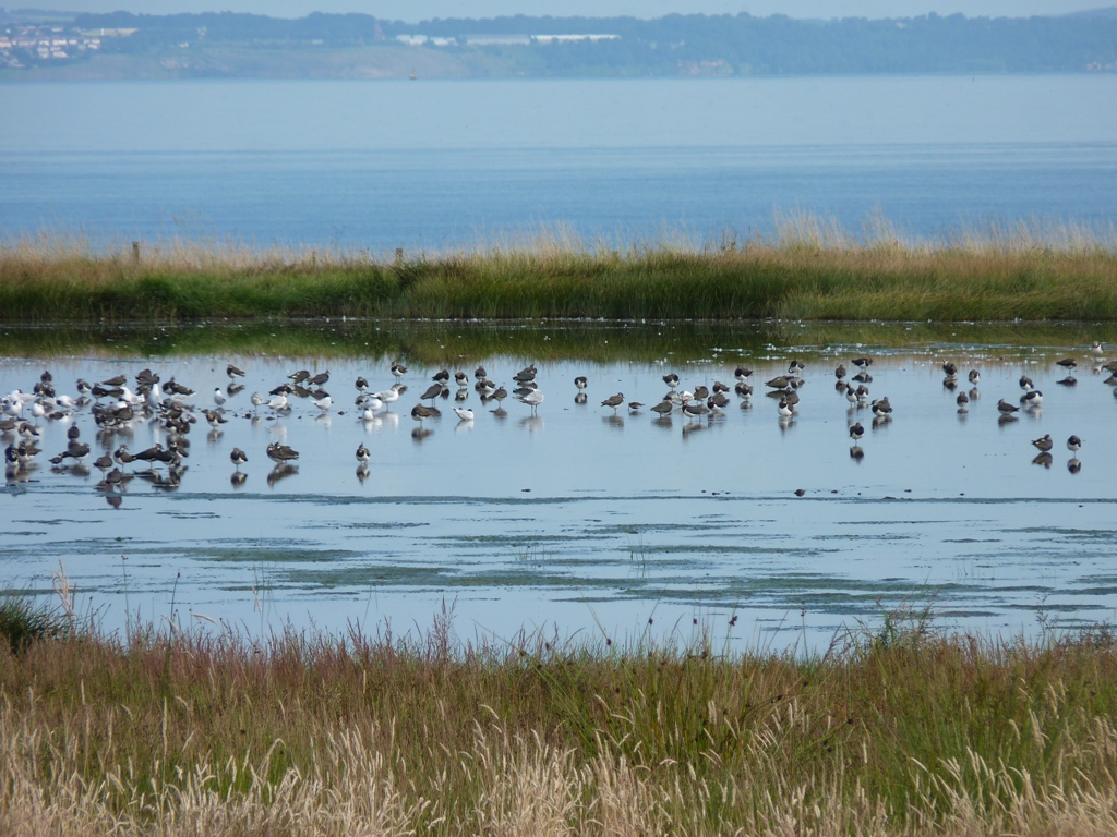 Levenhall Links wader scrapes