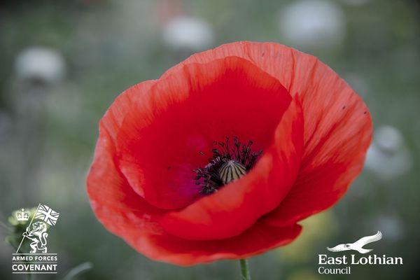 Poppy Scotland