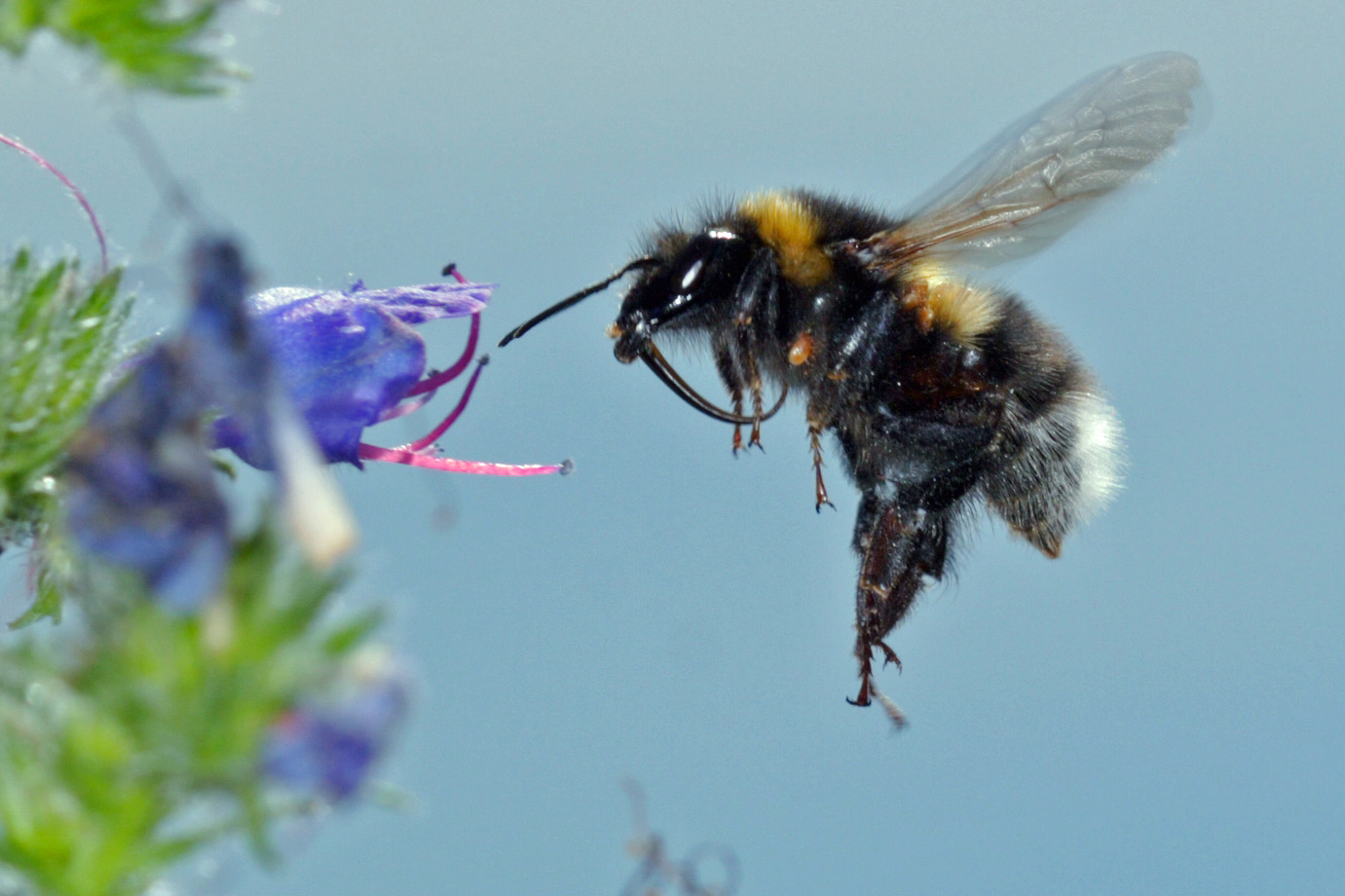 Foraging bumblebee