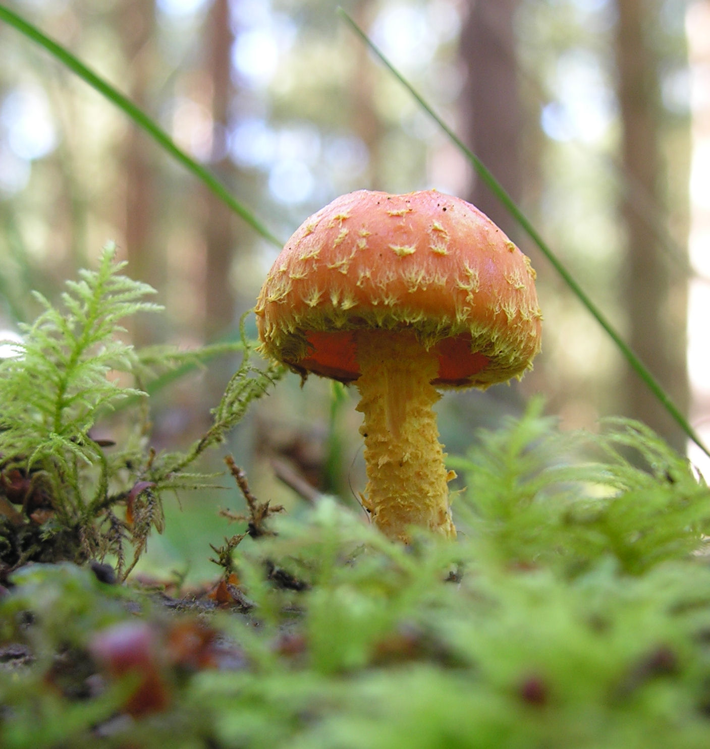 Woodland fungi