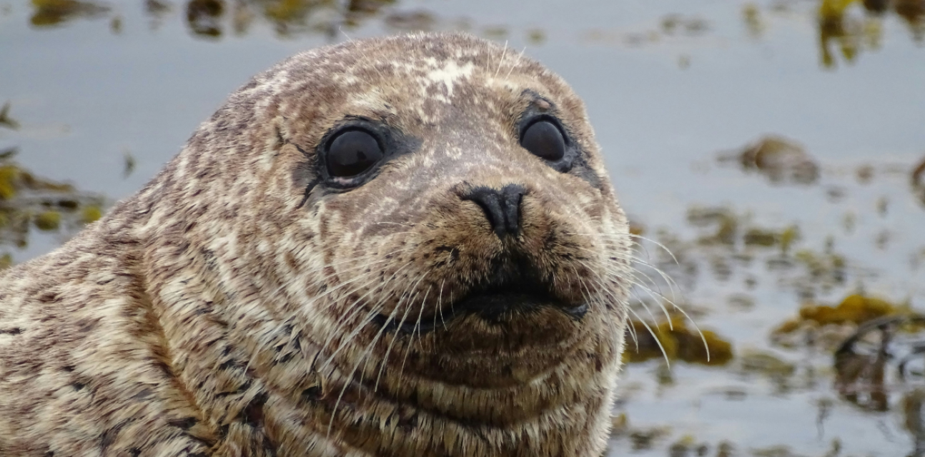 Close up odf a seal's face