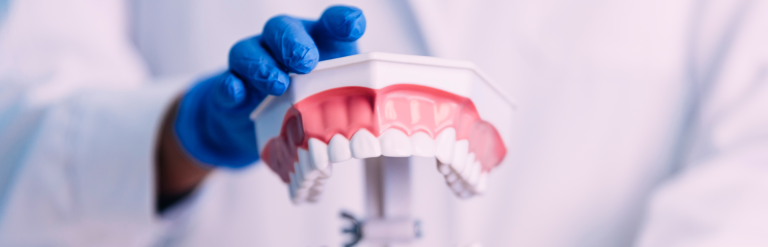 dentist holding a model of teeth and gums
